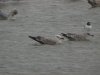 Caspian Gull at Hole Haven Creek (Steve Arlow) (48852 bytes)